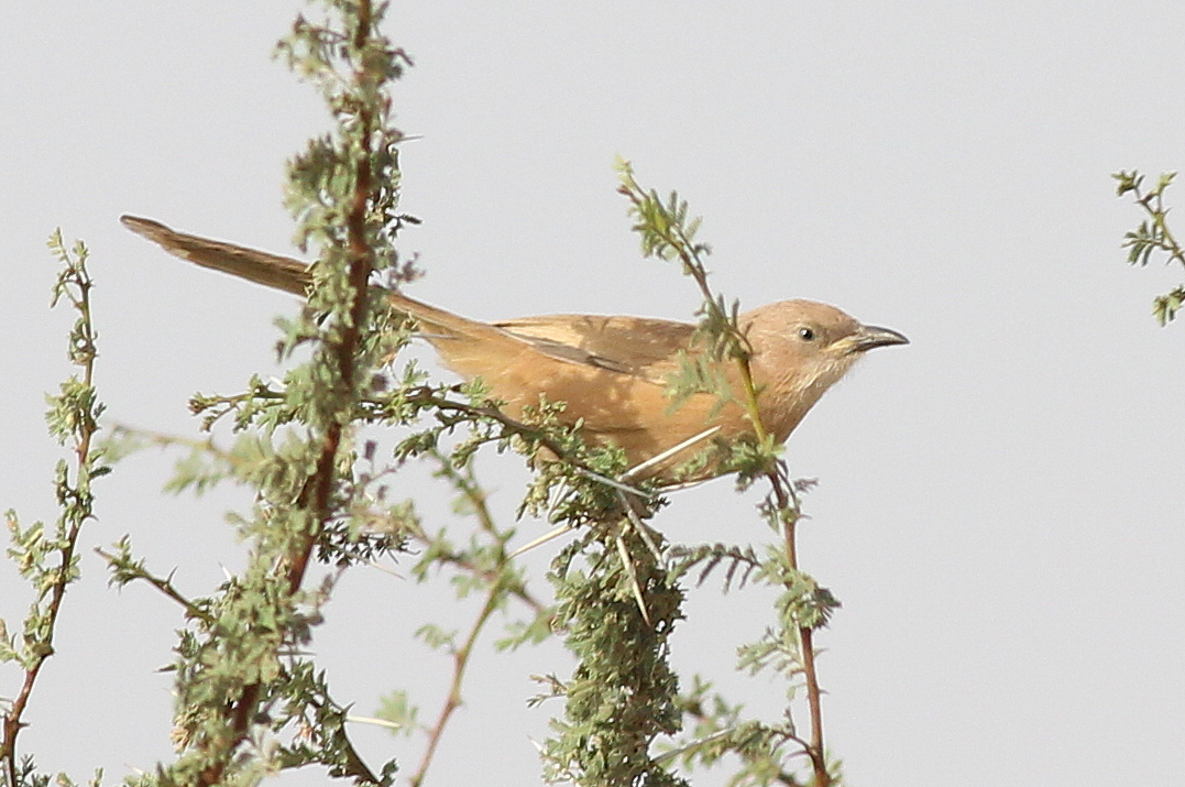Fulvous Babbler