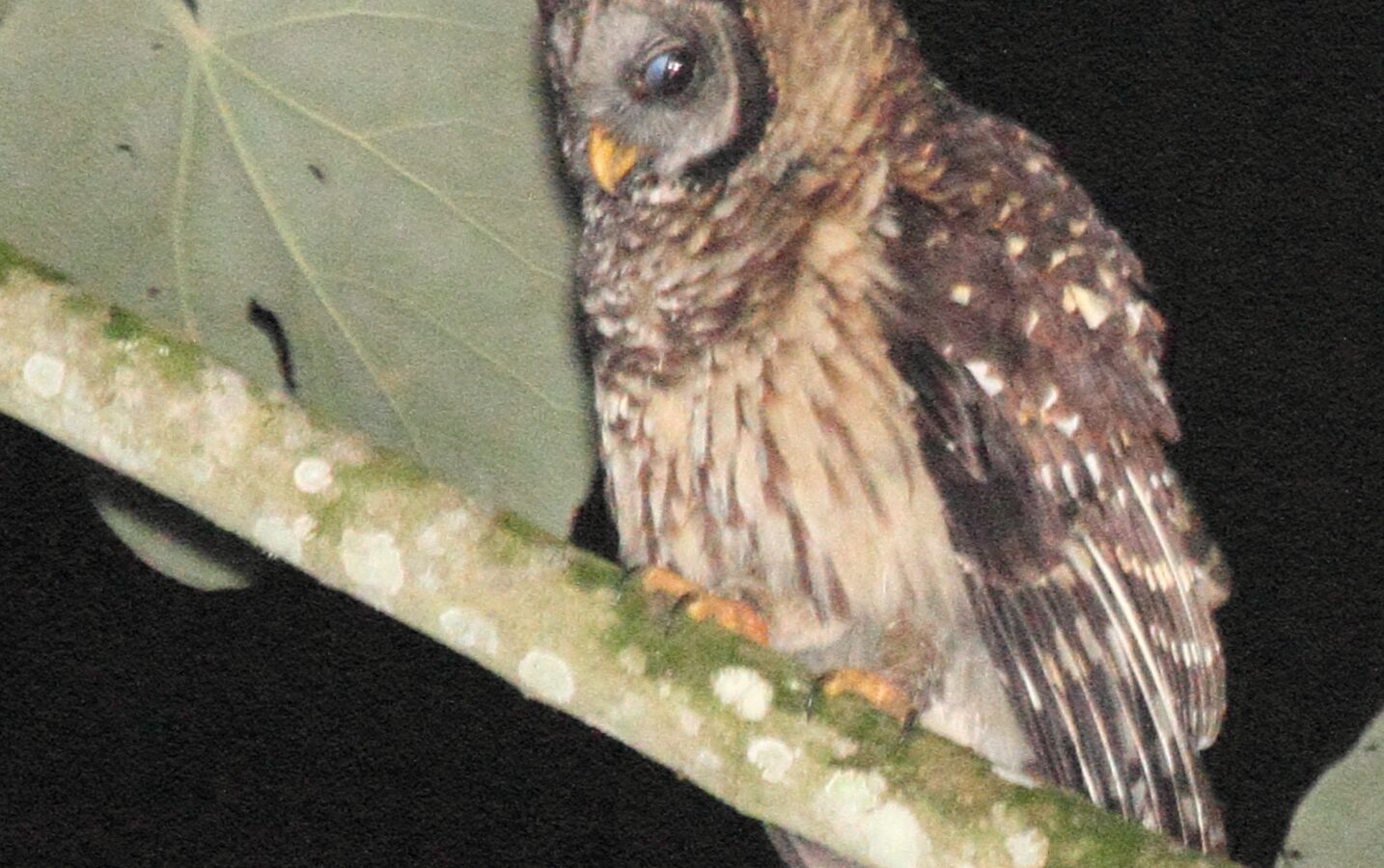 Fulvous Owl