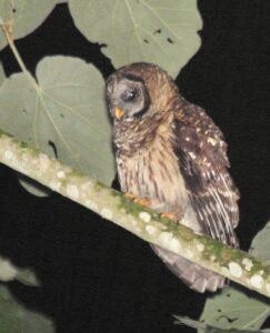 Fulvous Owl