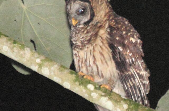 Fulvous Owl