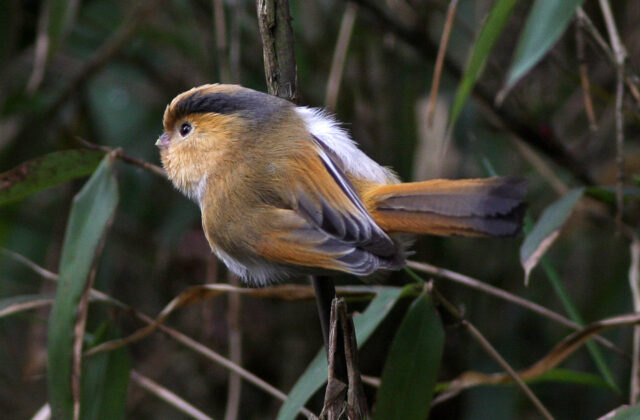 Fulvous Parrotbill