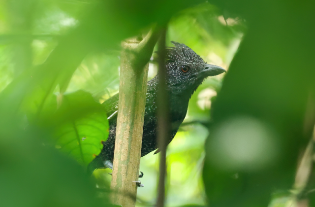 Fulvous Antshrike