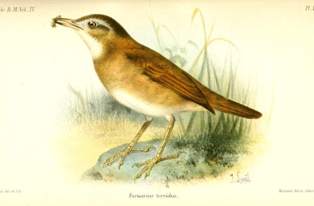 Bay Hornero