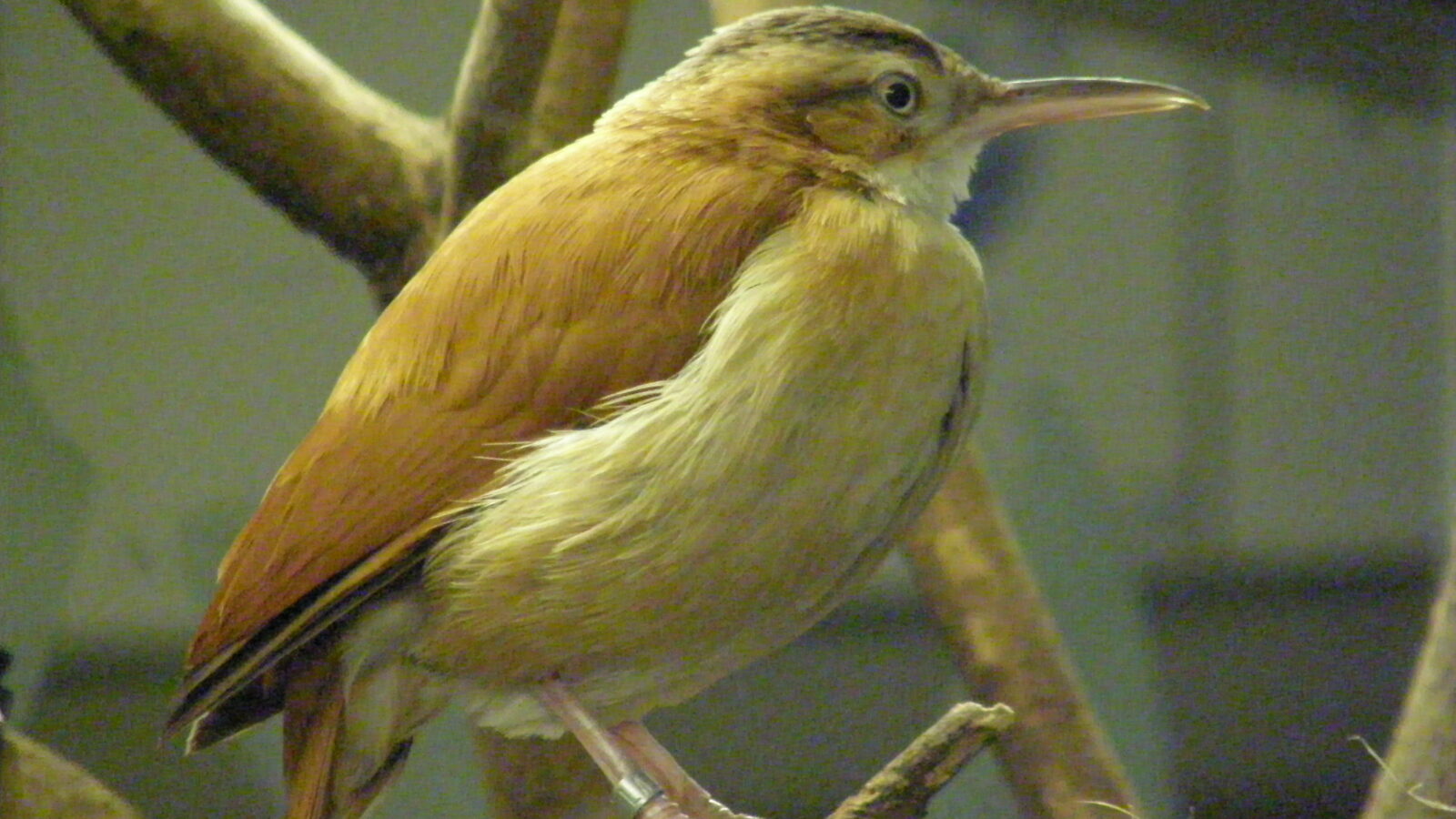 Pacific Hornero