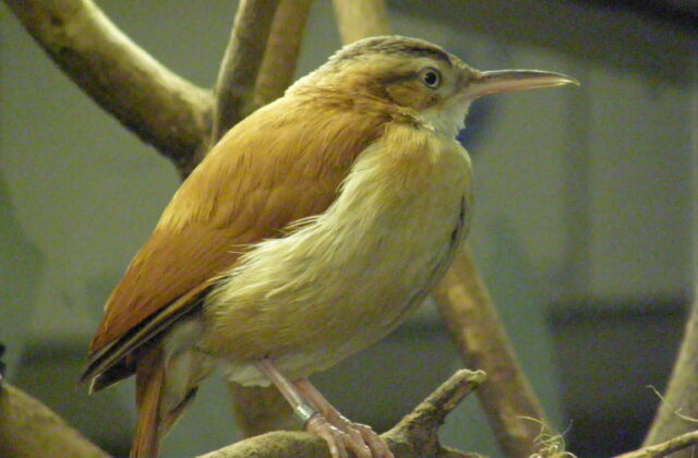 Pacific Hornero