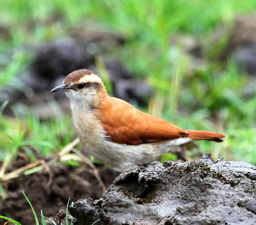 Band-tailed Hornero