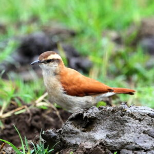 Band-tailed Hornero