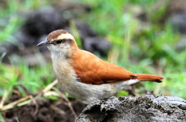 Band-tailed Hornero