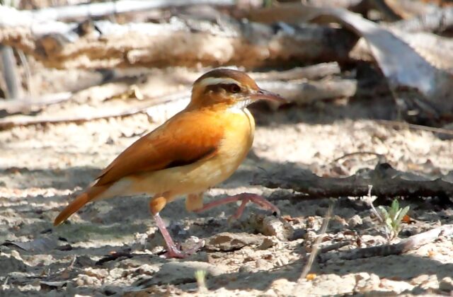 Pale-legged Hornero