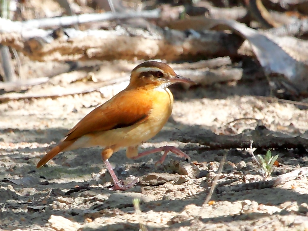 Pale-legged Hornero