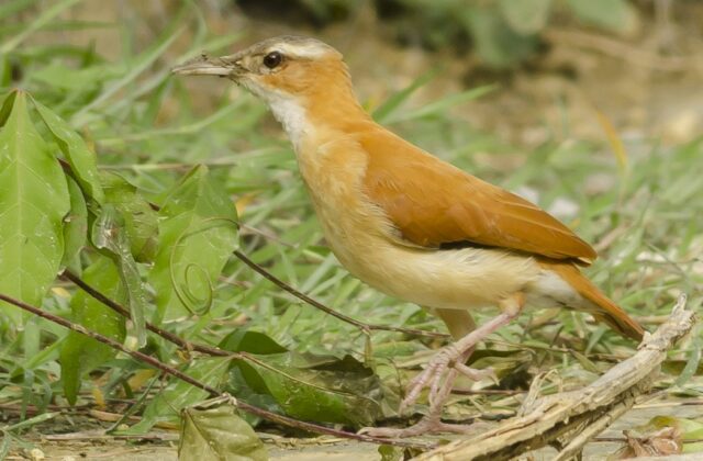 Caribbean Hornero