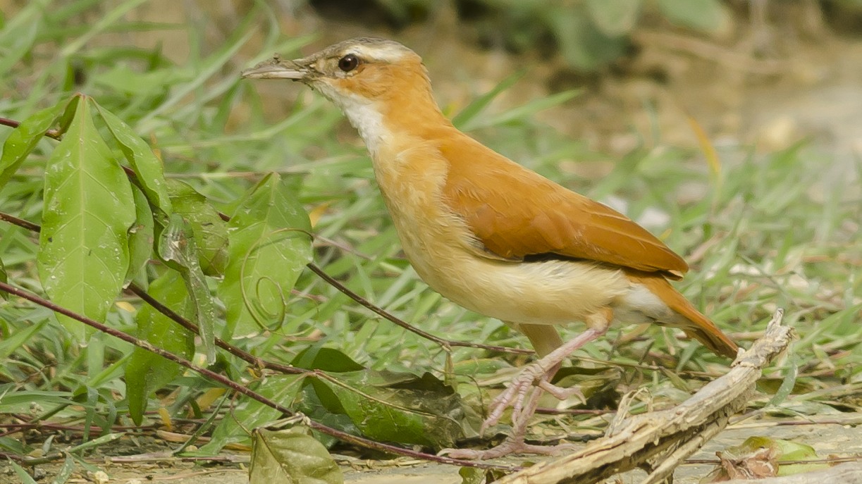 Caribbean Hornero