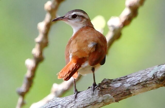 Lesser Hornero