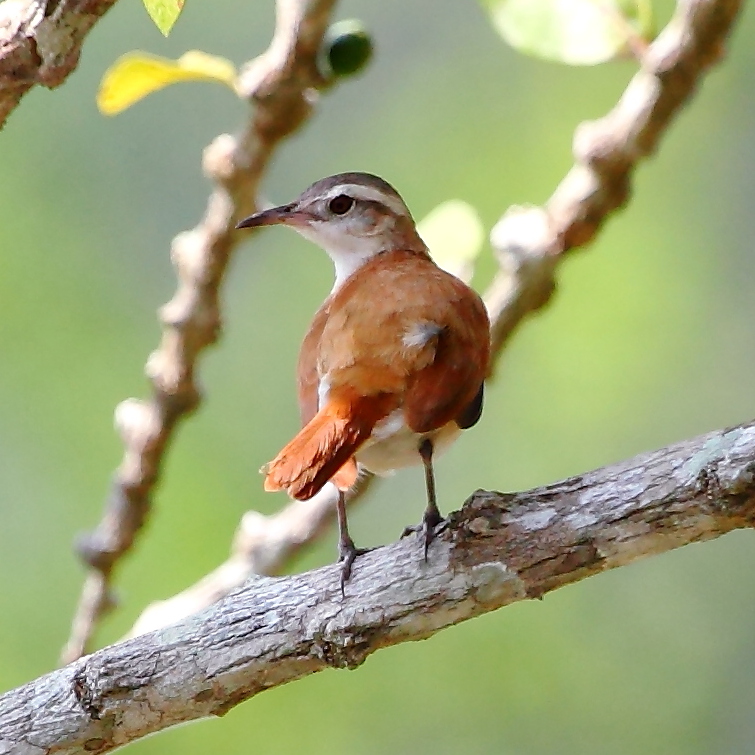 Lesser Hornero
