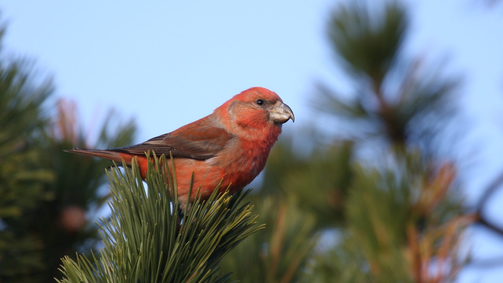 Parrot Crossbill