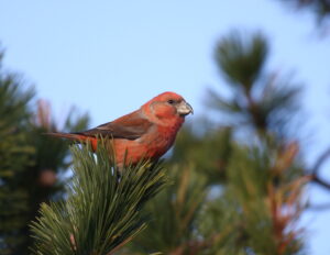 Parrot Crossbill