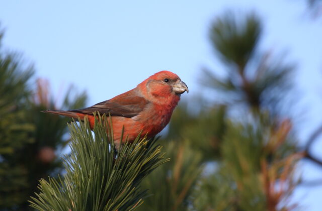 Parrot Crossbill