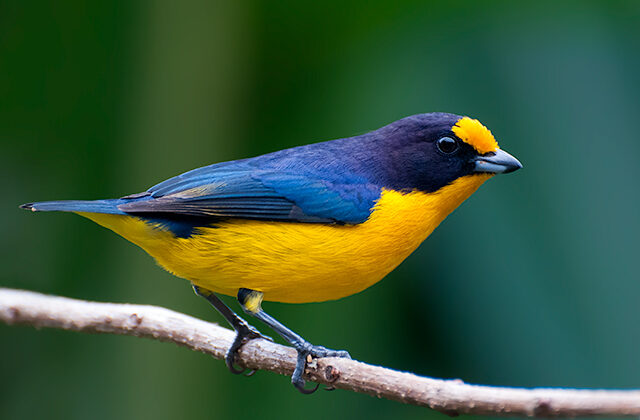 Violaceous Euphonia