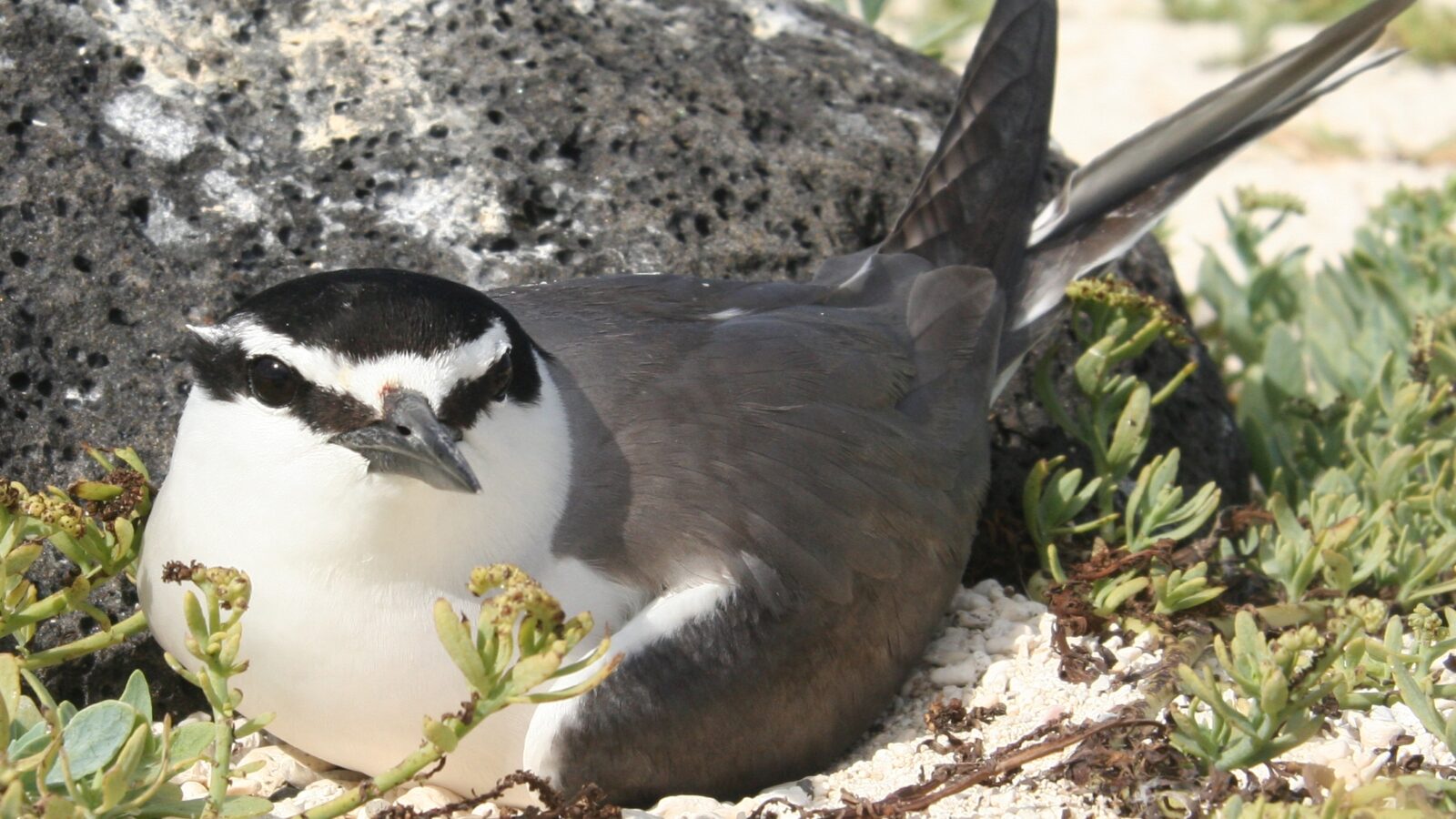 Spectacled Tern