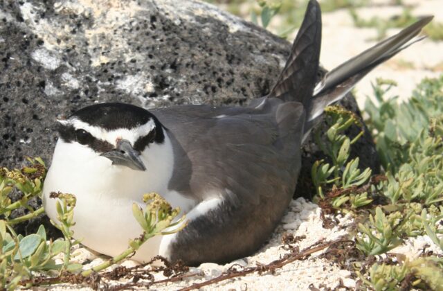 Spectacled Tern