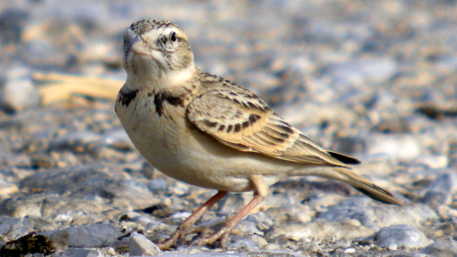 Greater Short-toed Lark