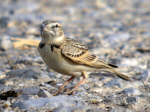 Greater Short-toed Lark