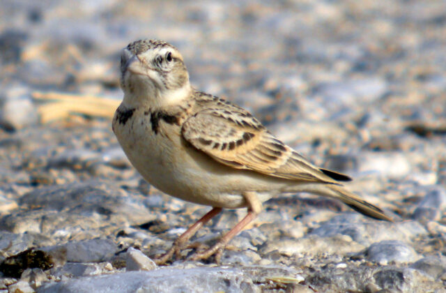 Greater Short-toed Lark