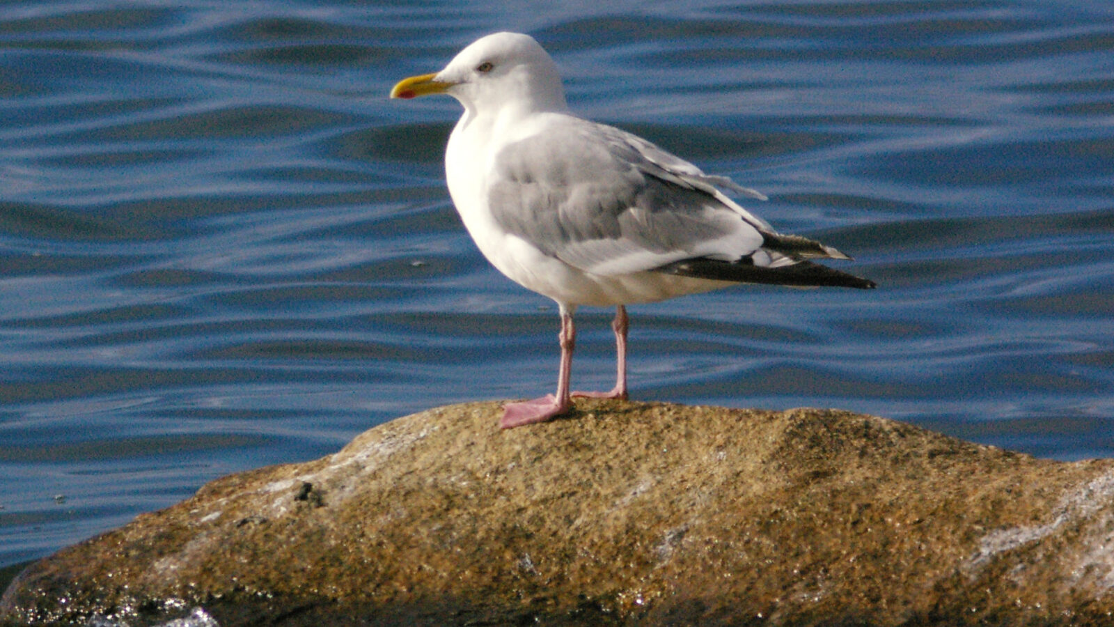 Vega Gull