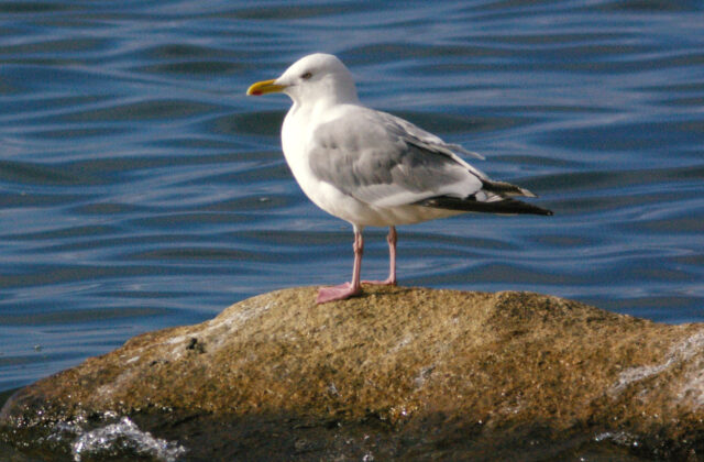 Vega Gull