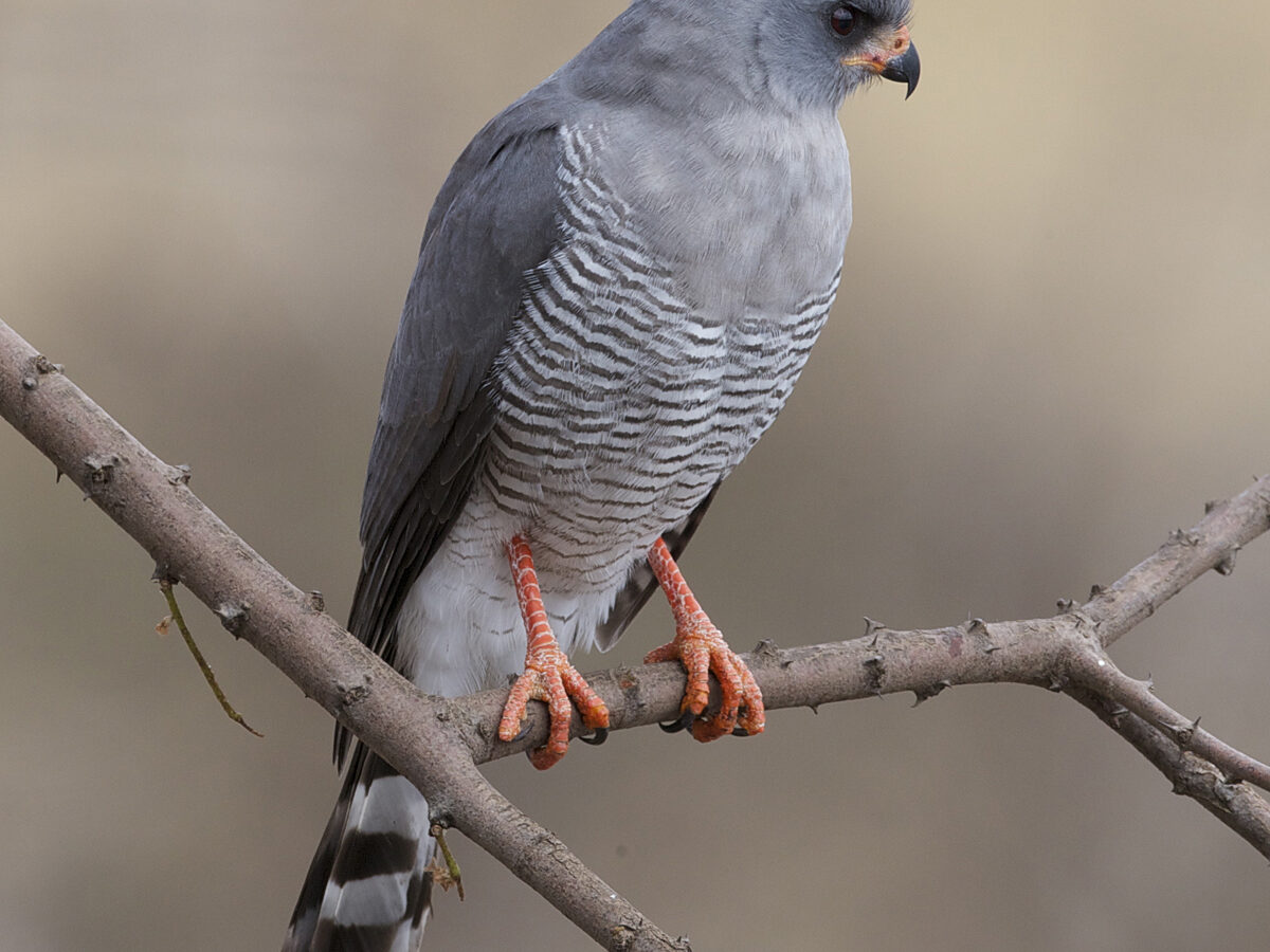 Gabar Goshawk