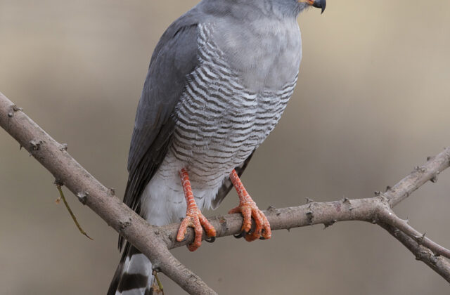 Gabar Goshawk
