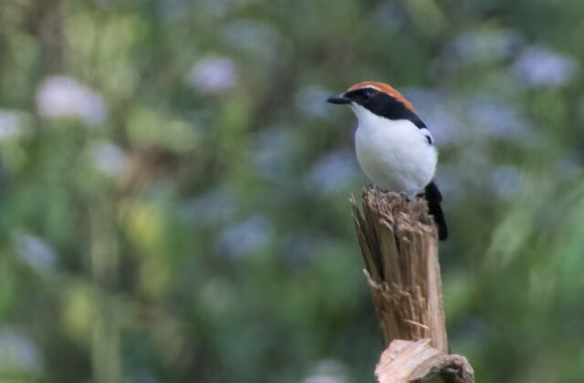 Gabela Bushshrike