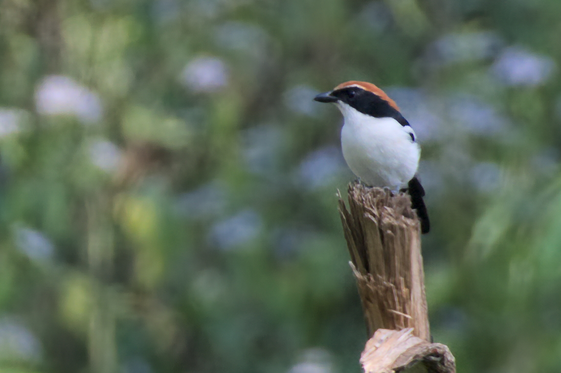 Gabela Bushshrike