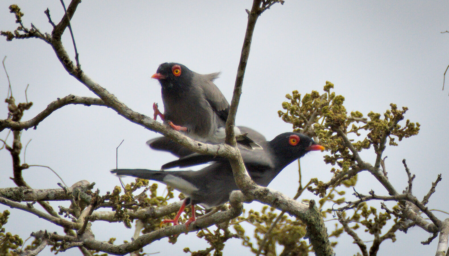 Gabela Helmetshrike