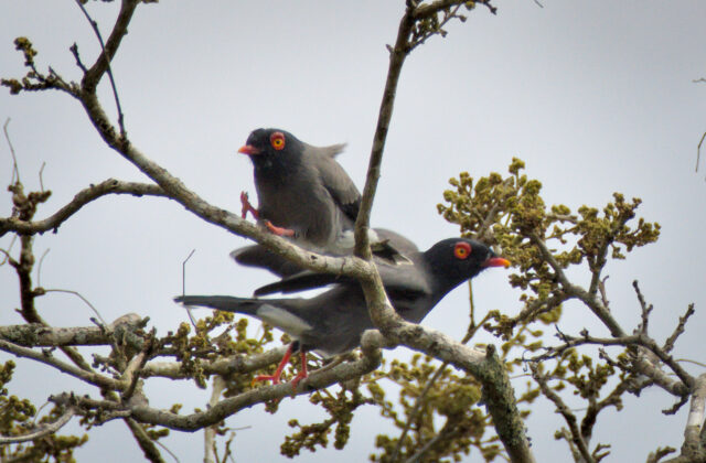 Gabela Helmetshrike