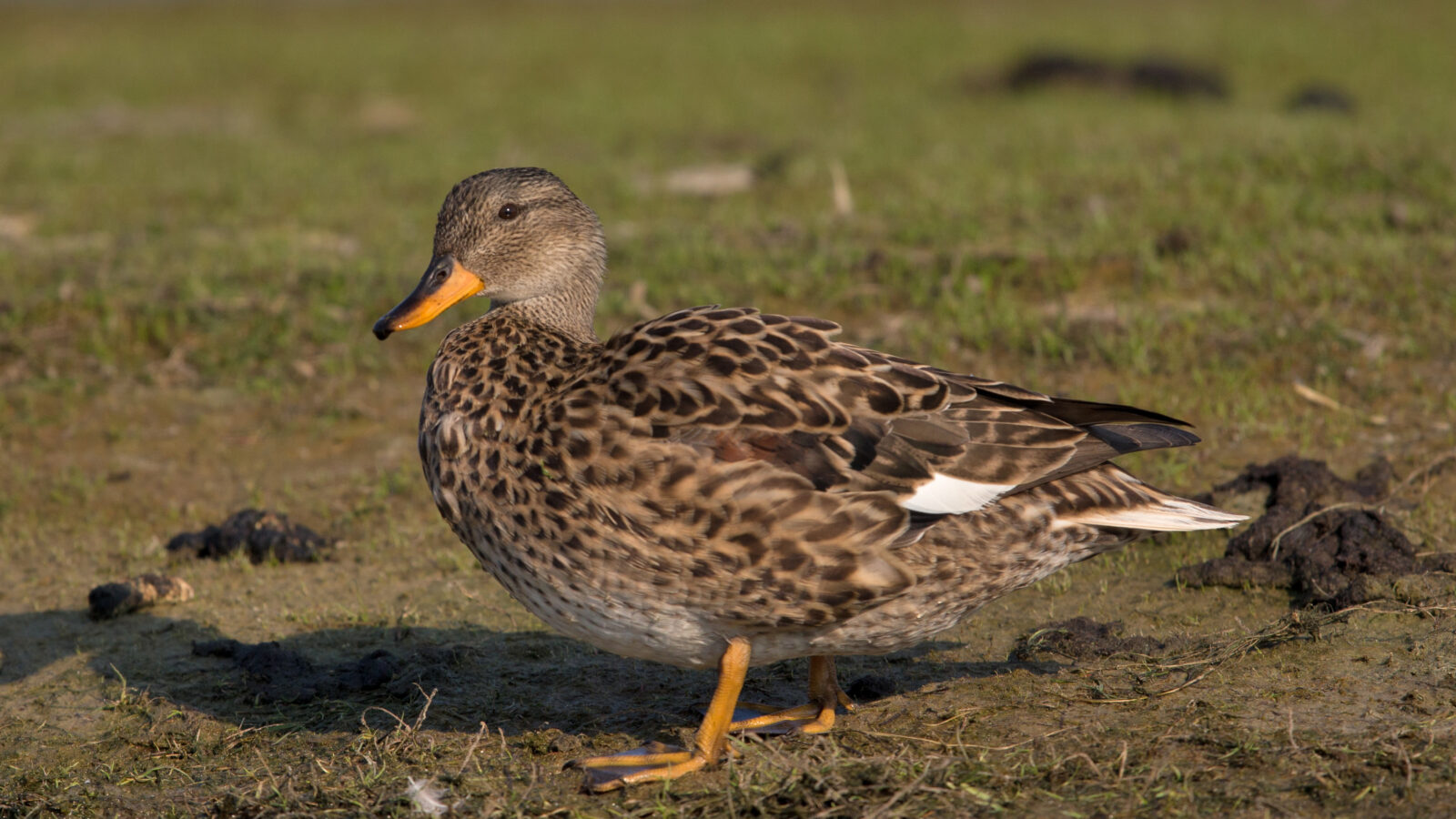 Gadwall