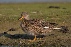 Gadwall