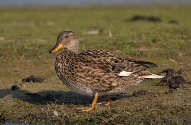 Gadwall