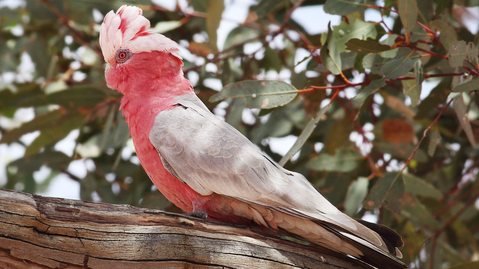 Galah