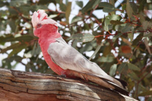 Galah