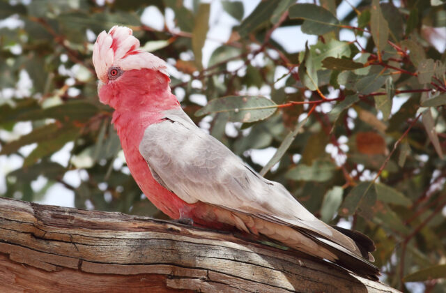 Galah