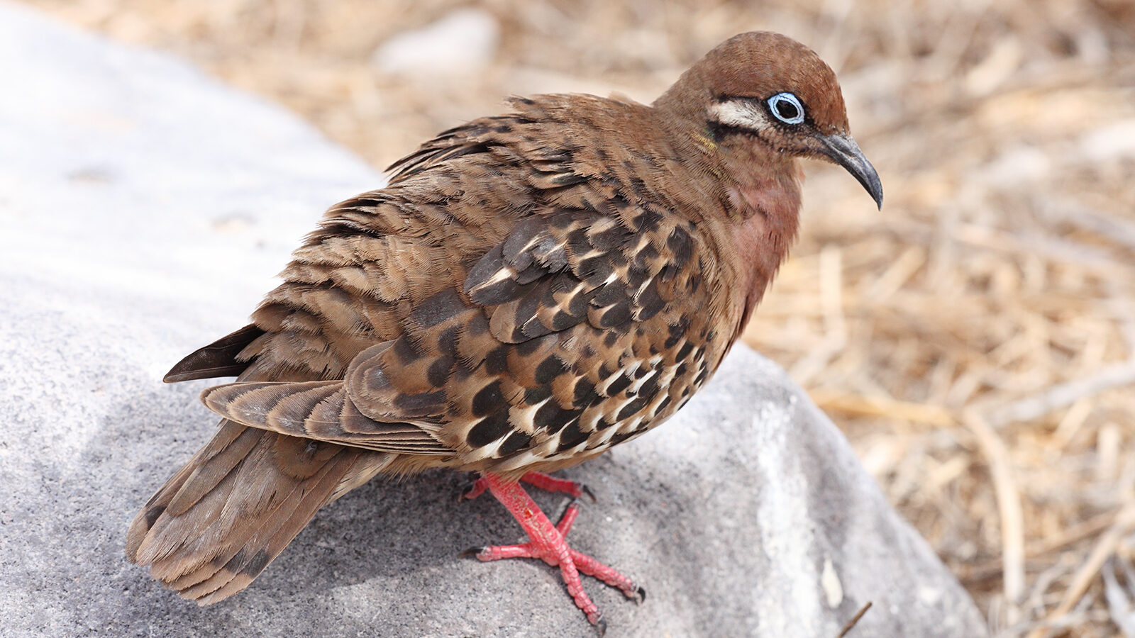 Galapagos Dove
