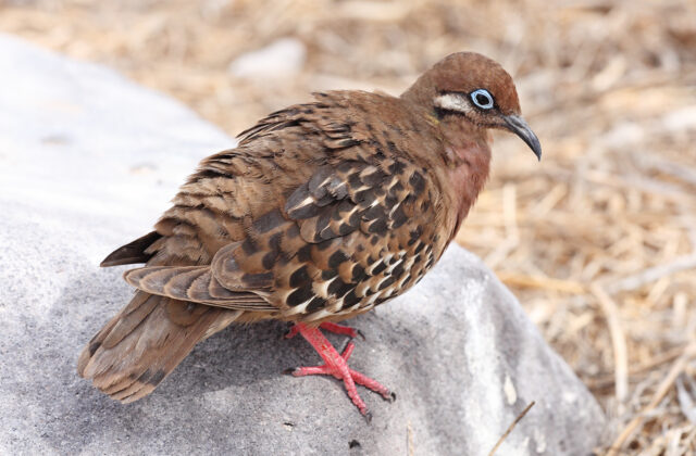 Galapagos Dove