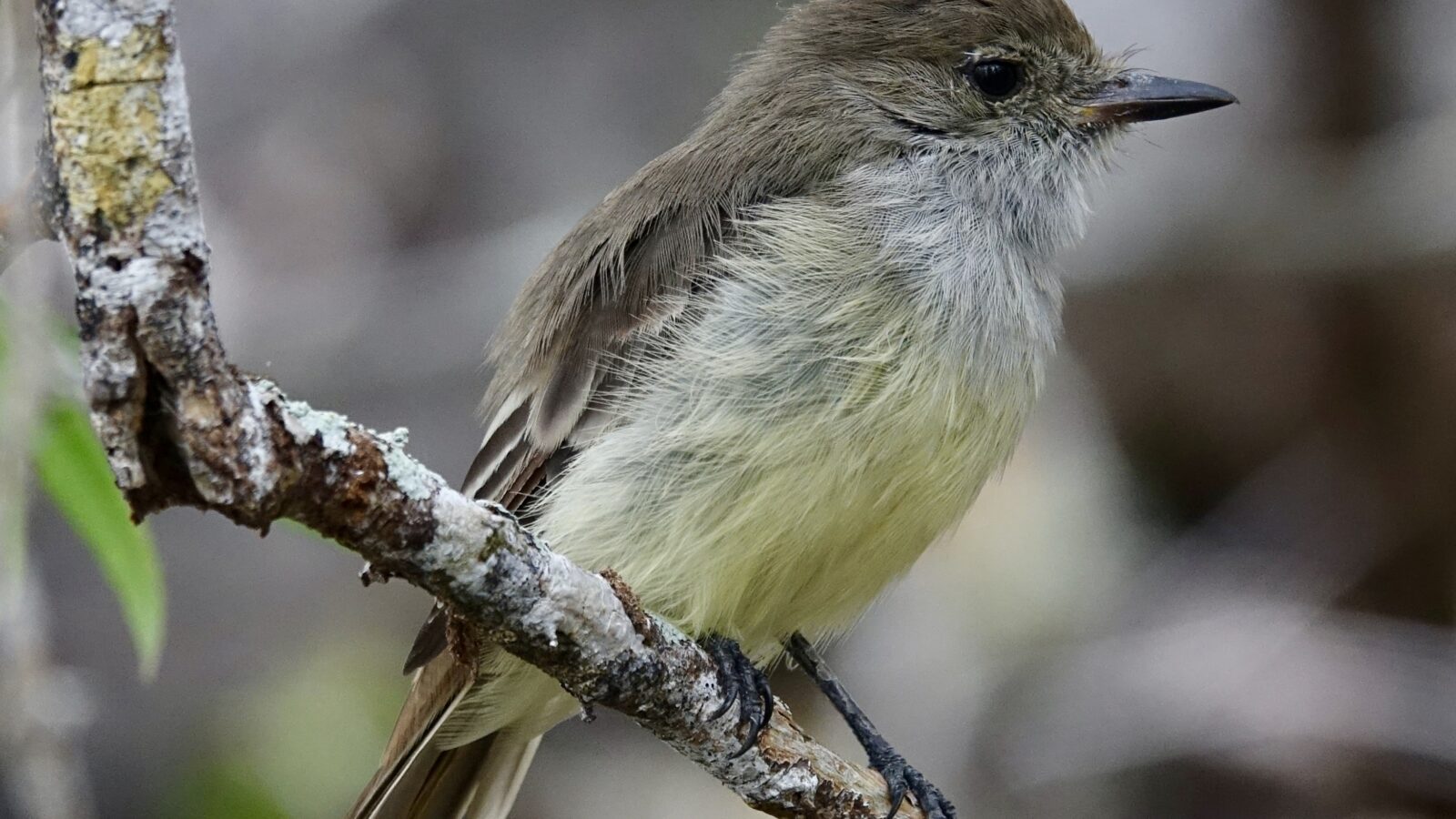 Galapagos Flycatcher