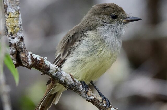 Galapagos Flycatcher