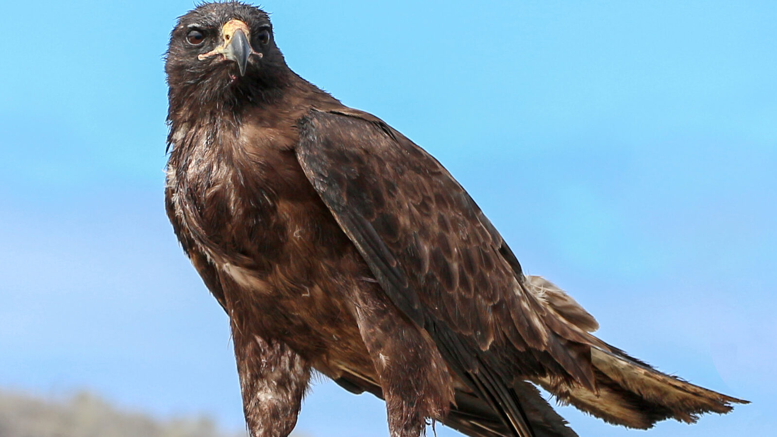 Galapagos Hawk