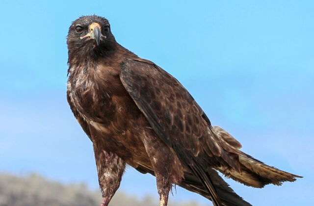 Galapagos Hawk