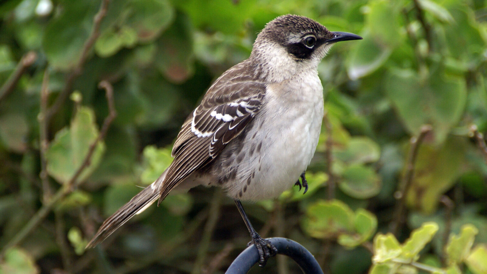 Galapagos Mockingbird