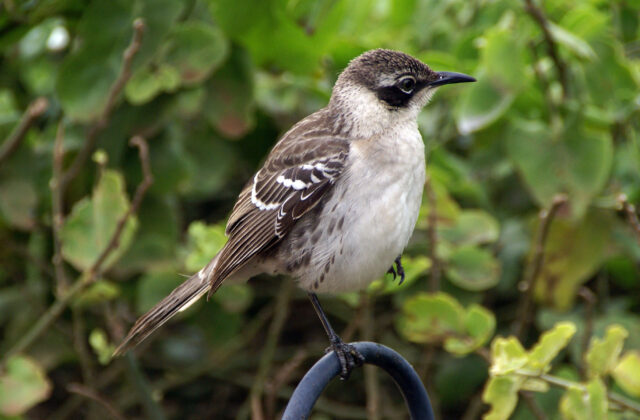 Galapagos Mockingbird