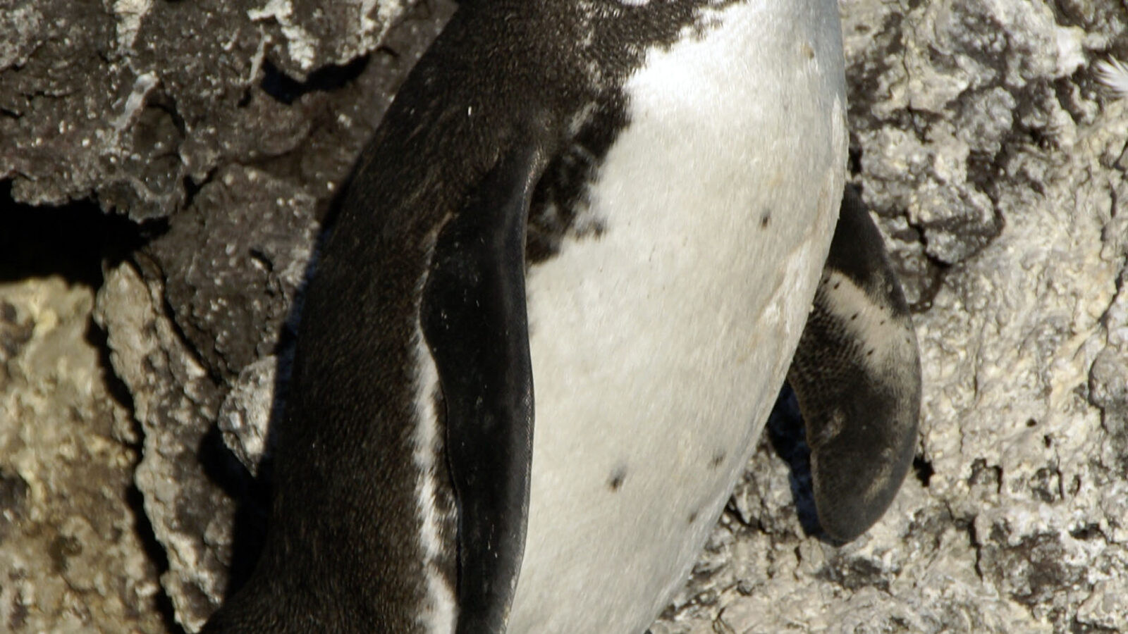 Galapagos Penguin